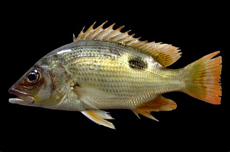 lutjanus fish|Lutjanus johnii .